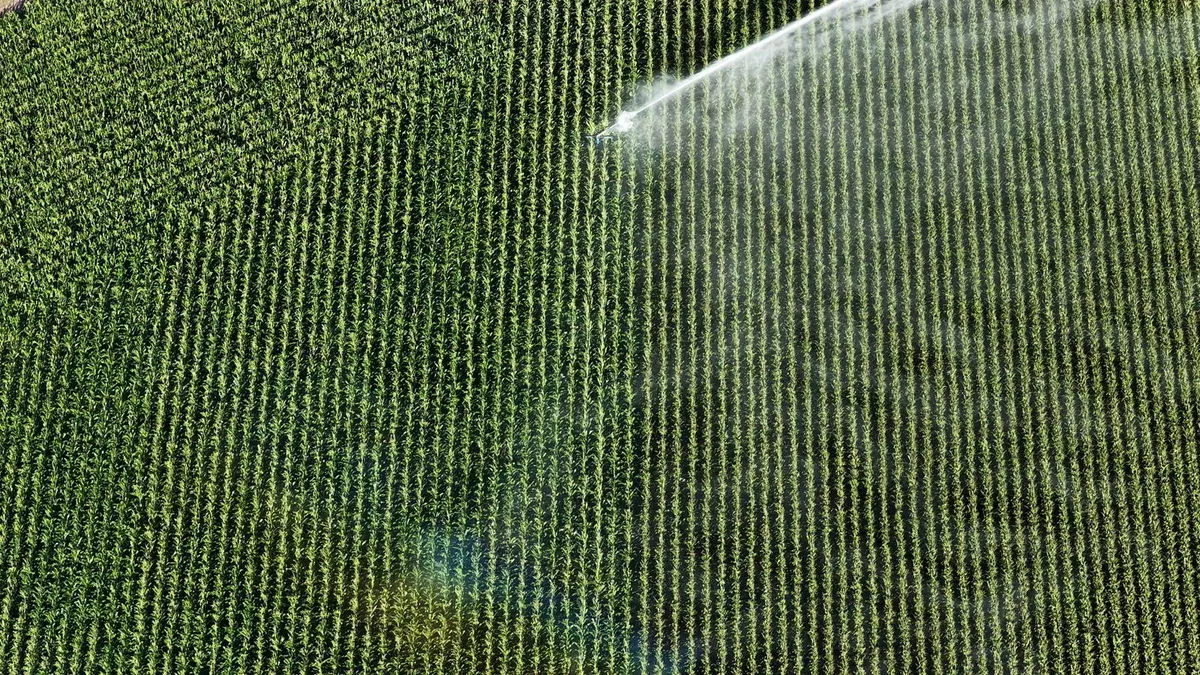 Crop rows seen from above, running away across the field