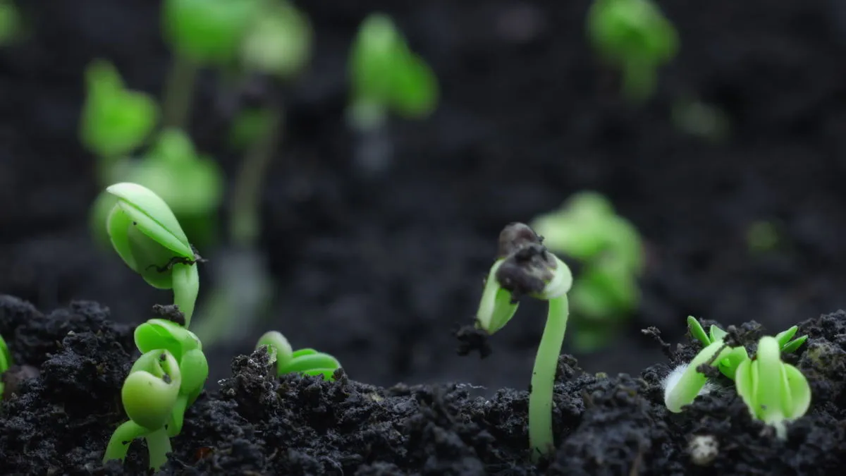 Close view of a young seedling breaking through the soil