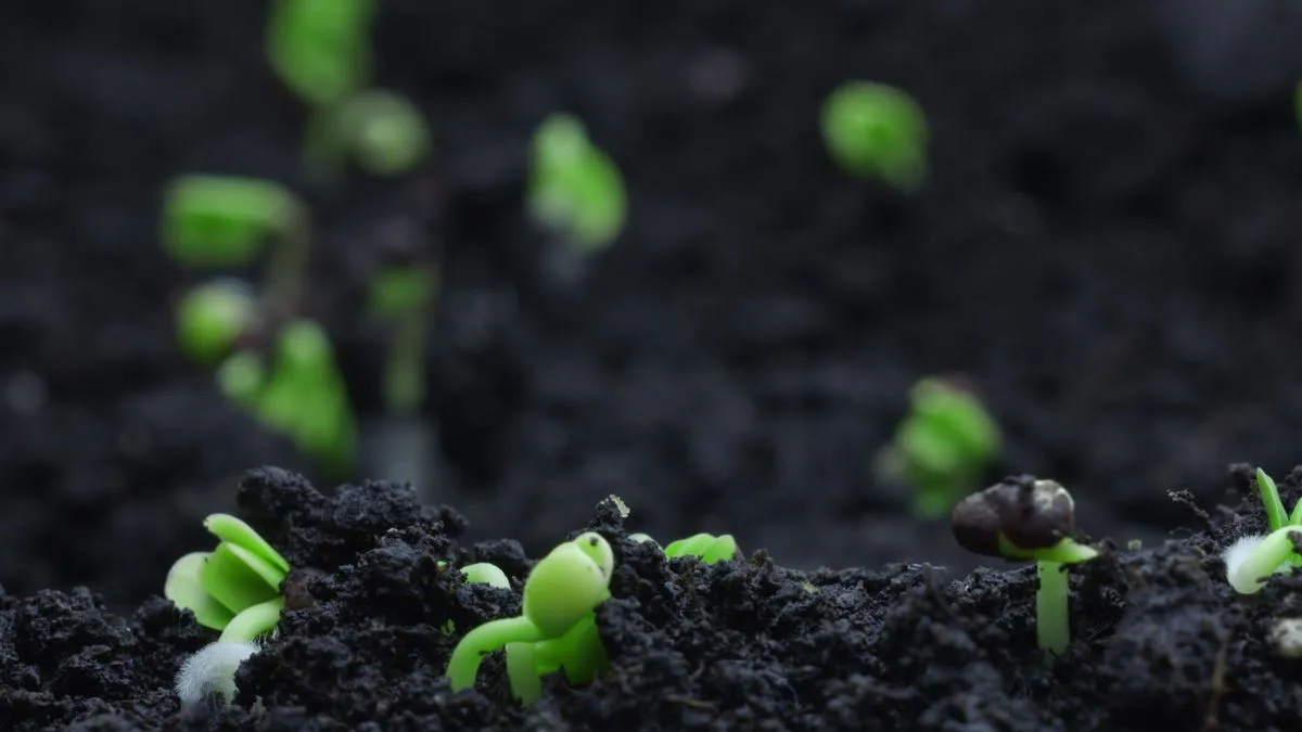 Early crop emerging in a drilled field
