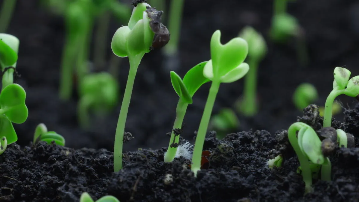 Young seedlings establishing in dark soil